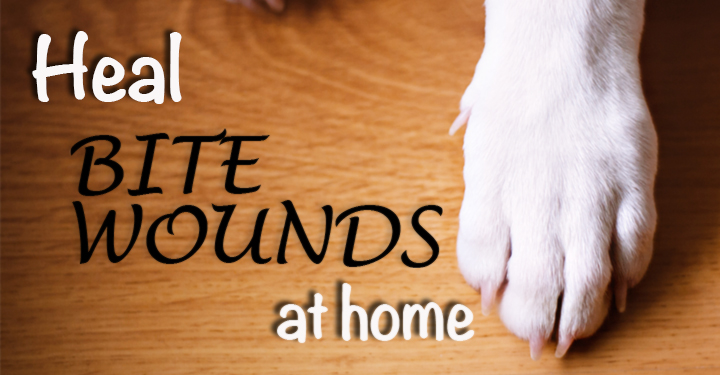 Home remedy for puncture wound on dog