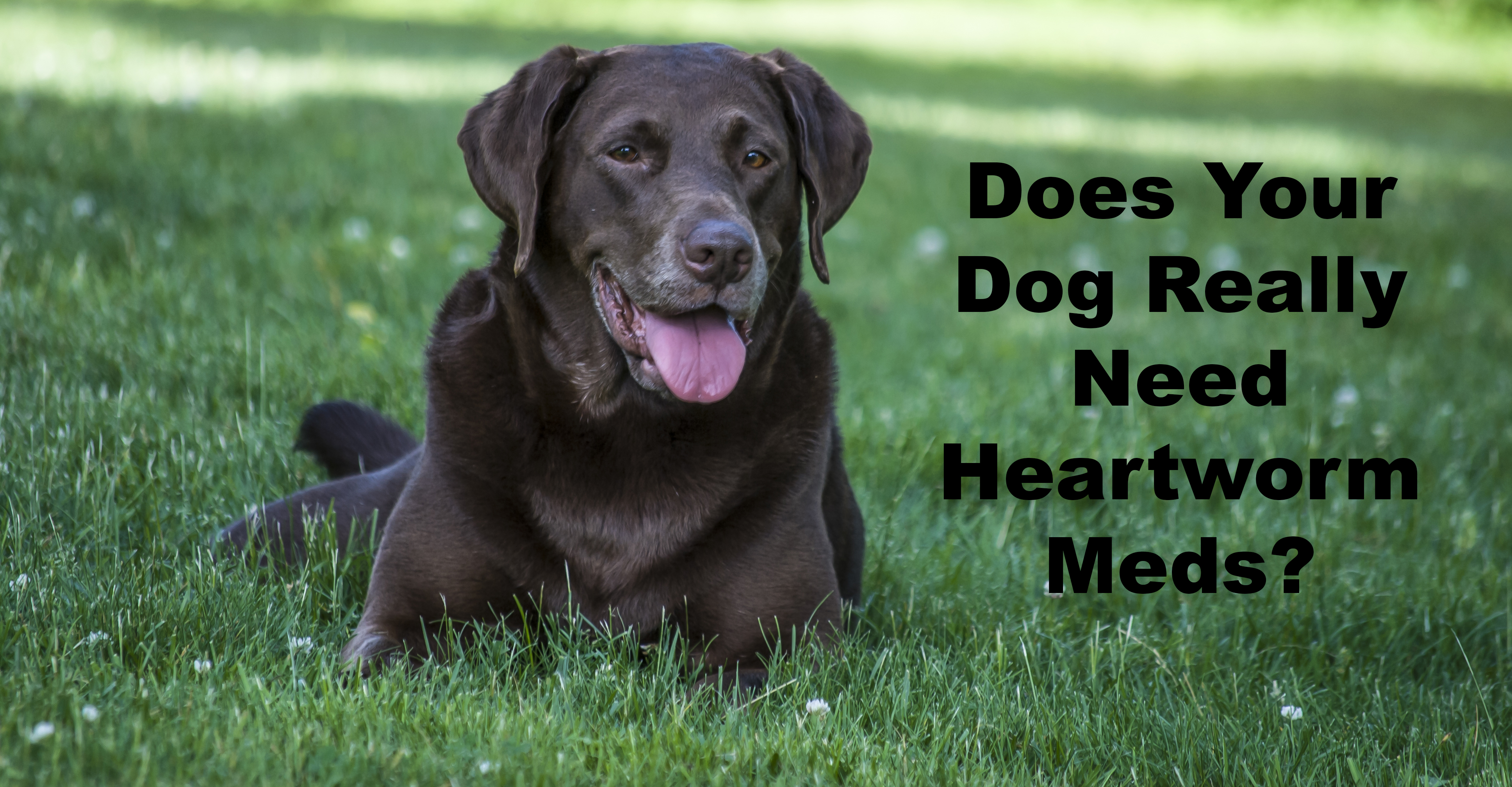 Heartworm Medication Part 1: Truths, Omissions and Profits