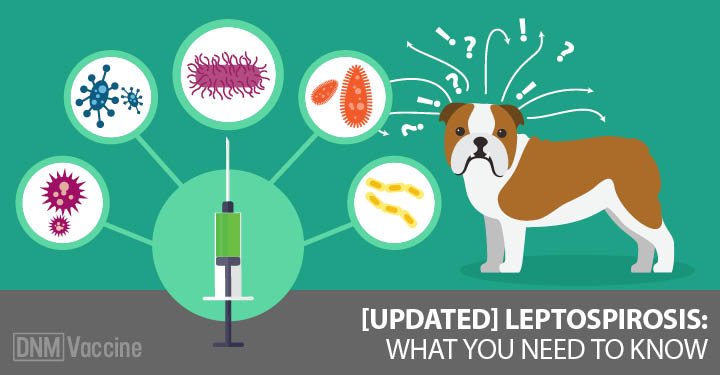 dog lethargic after lepto vaccine