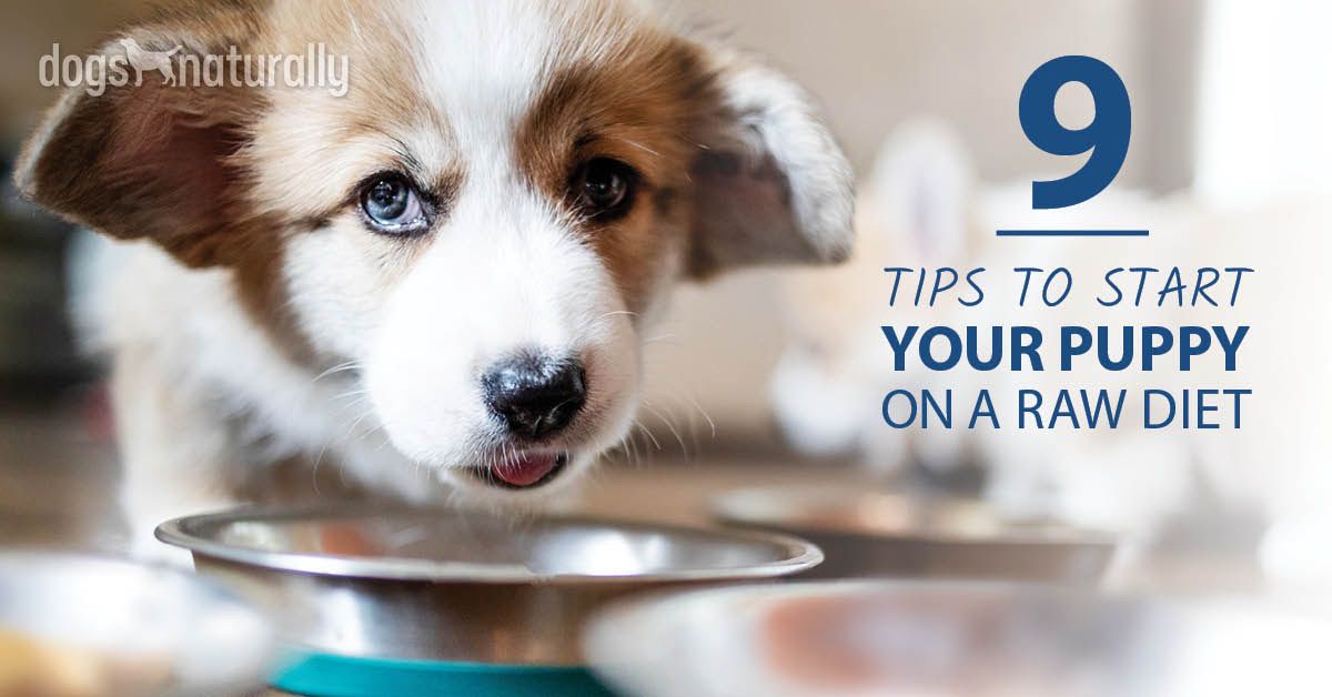 Starting Your Puppy On A Raw Diet Dogs Naturally Magazine