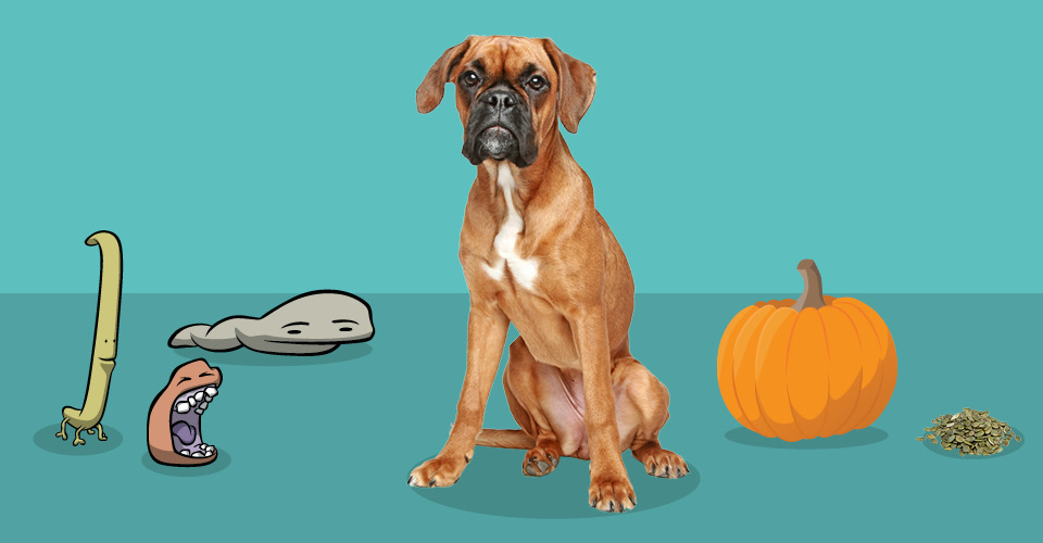 pumpkin for dogs vomiting