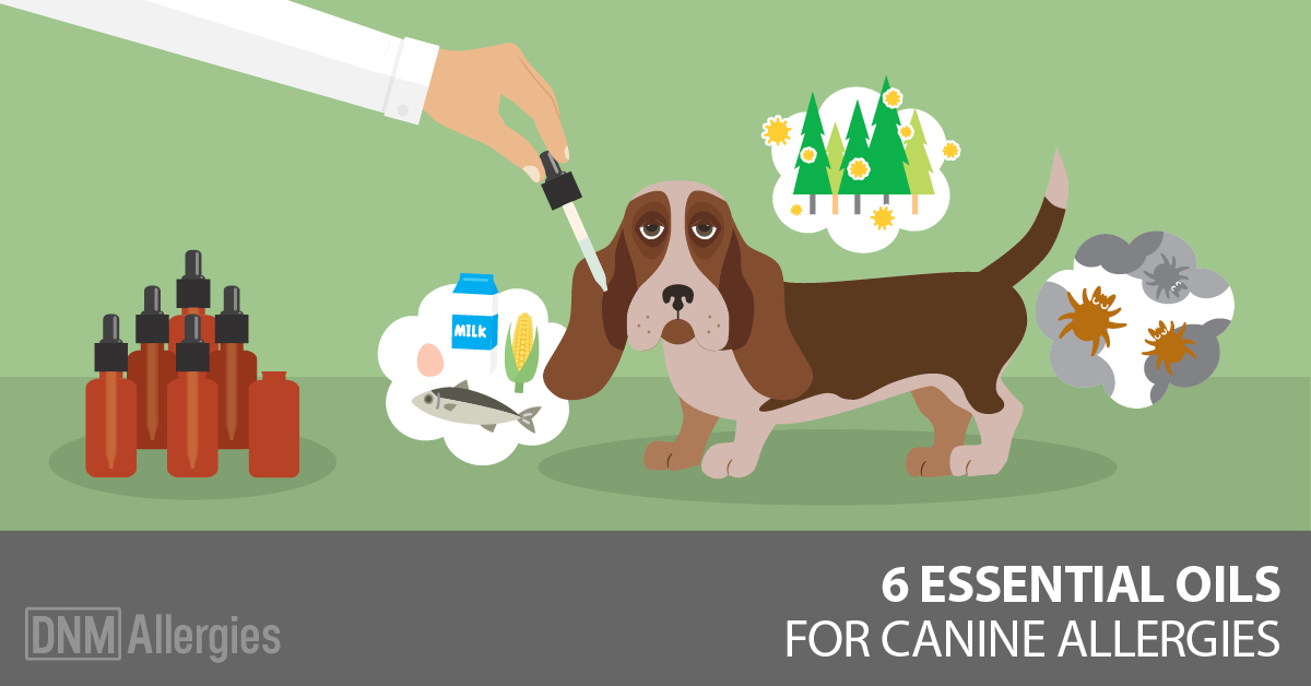 Essential Oils For Your Dog's Allergies 