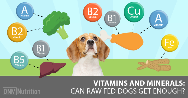 dogs and vitamins