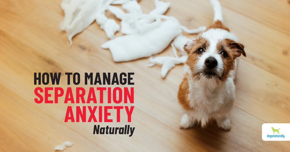 How To Help A Dog With Separation Anxiety Dogs Naturally