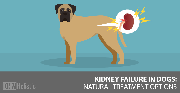 best dog food for renal failure
