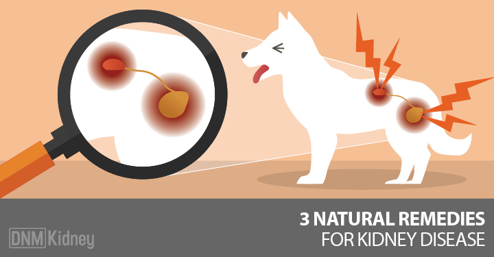 kefir for dogs with kidney disease