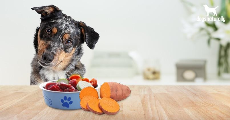Is Sweet Potato Good For Dogs? Not 