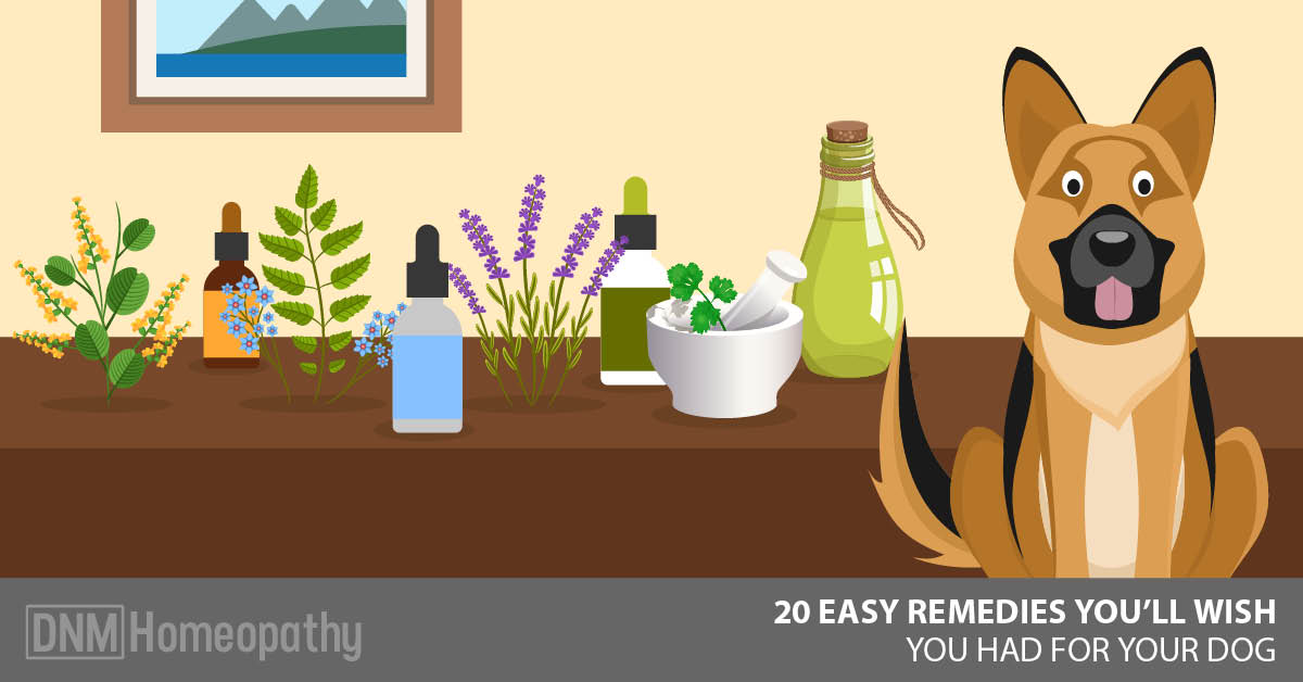 20 Natural Remedies For Dogs You Didn't 