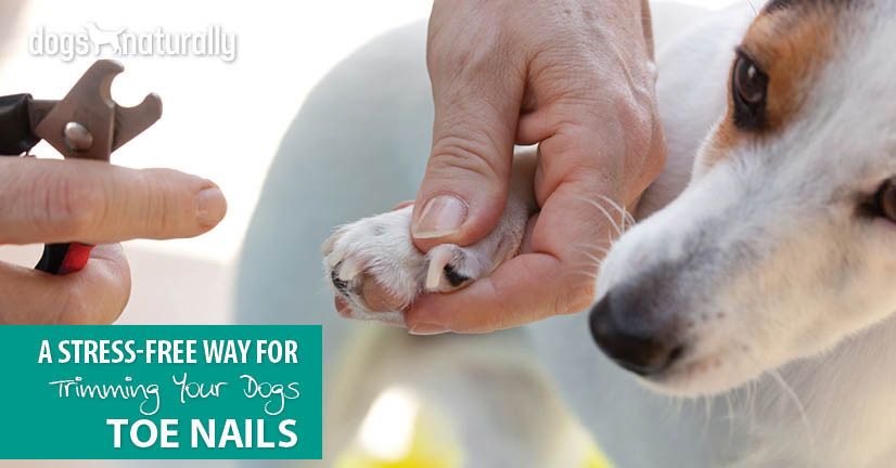 clipping dogs toenails