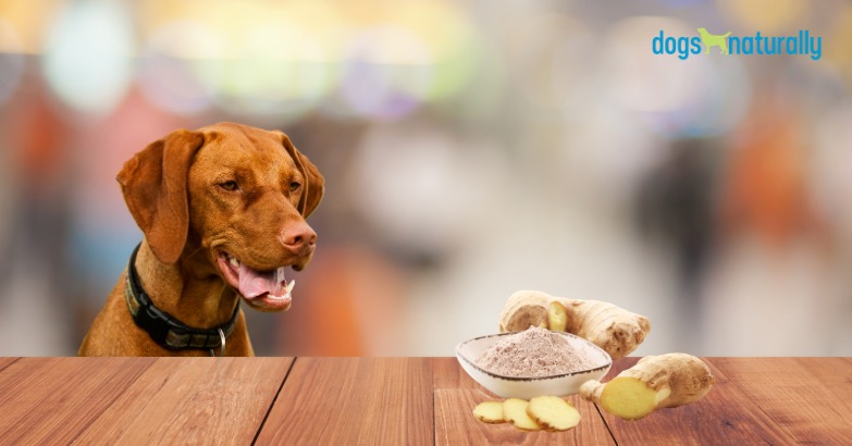 6 Ways Ginger Will Help Your Dog Dogs Naturally