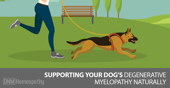 what could cause paralysis in dogs back legs