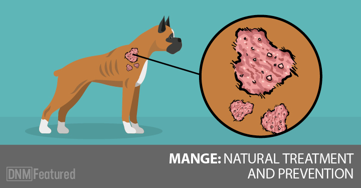 how to treat mange on my dog