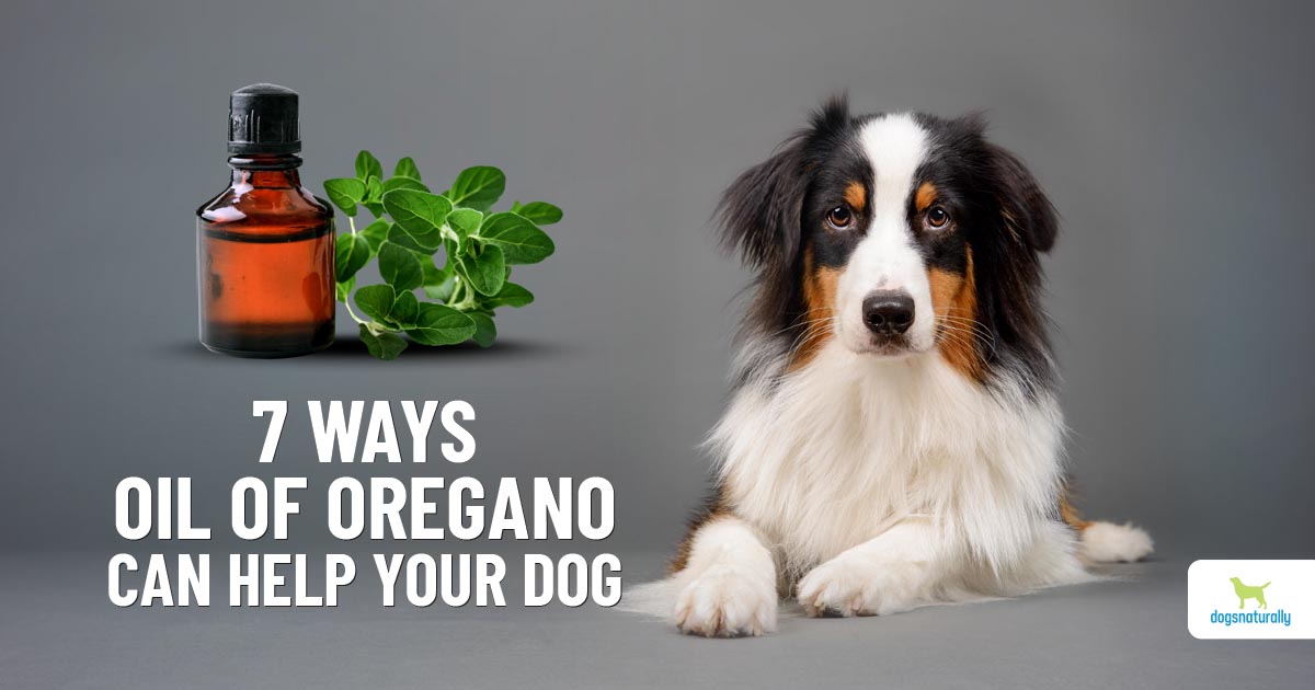 7 Ways Oil Of Oregano Can Help Your Dog - Dogs Naturally