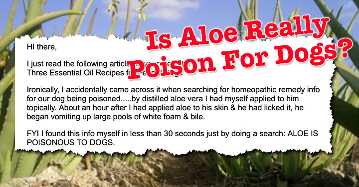 can dogs eat aloe vera plant