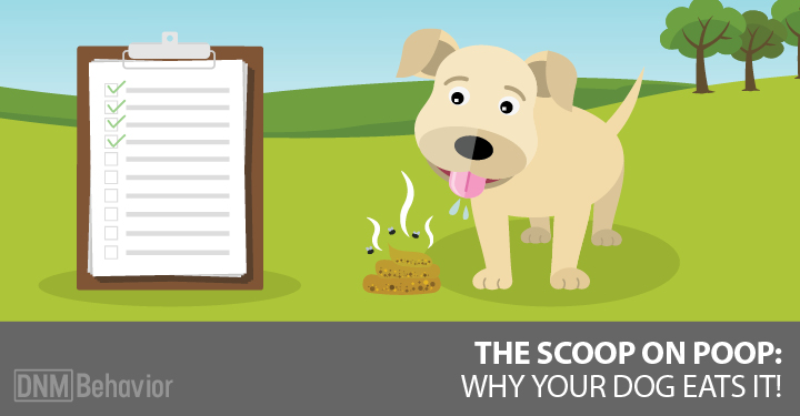 16 Reasons Dogs Eat Poop and What To Do 