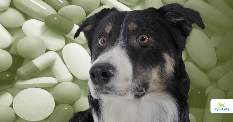 are multivitamins bad for dogs
