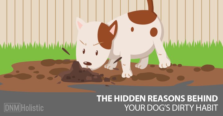 5 Reasons Dogs Eat Dirt | Dogs Naturally