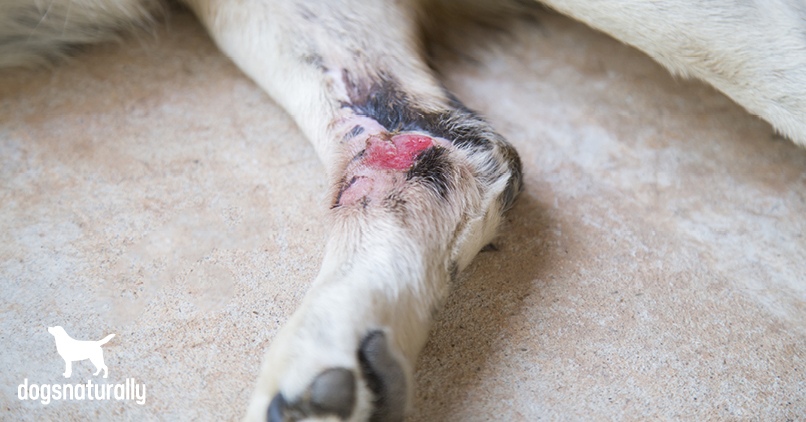 hot spot sores on dogs