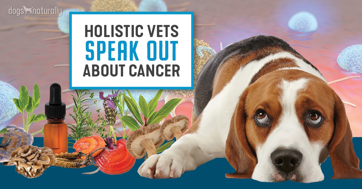 Holistic Vets Explain Natural Treatment Of Cancer In Dogs Dogs Naturally