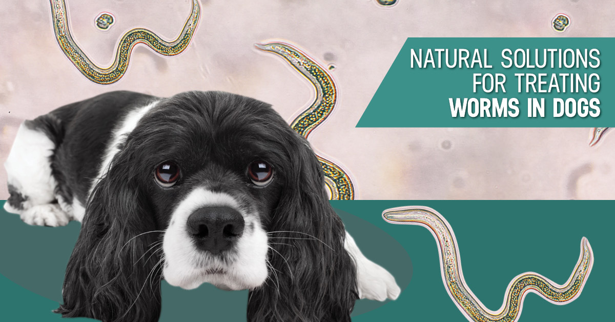 natural treatment for dog worms