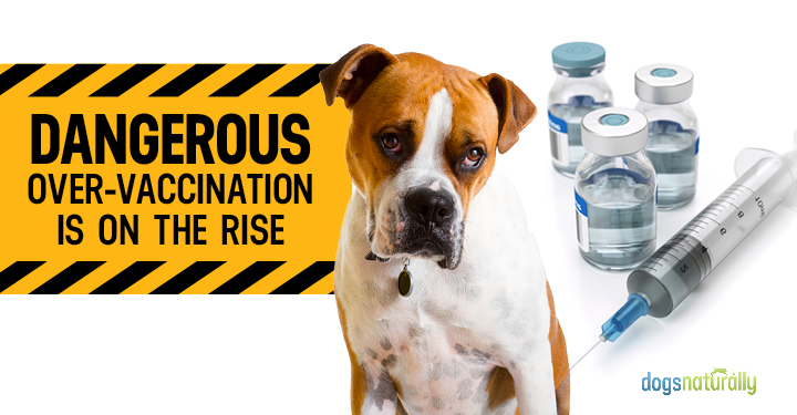 Dangerous Over-Vaccination Is On The Rise | Dogs Naturally