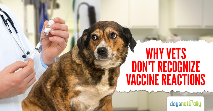dapp canine vaccine