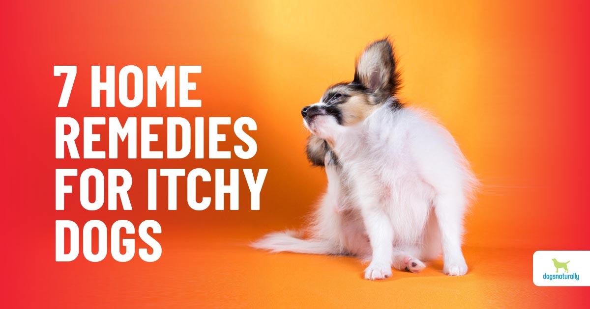 6 Natural Remedies For Your Itchy Dog 