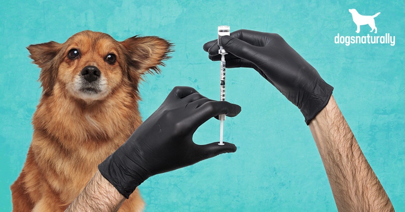 vaccinated dog exposed to rabies