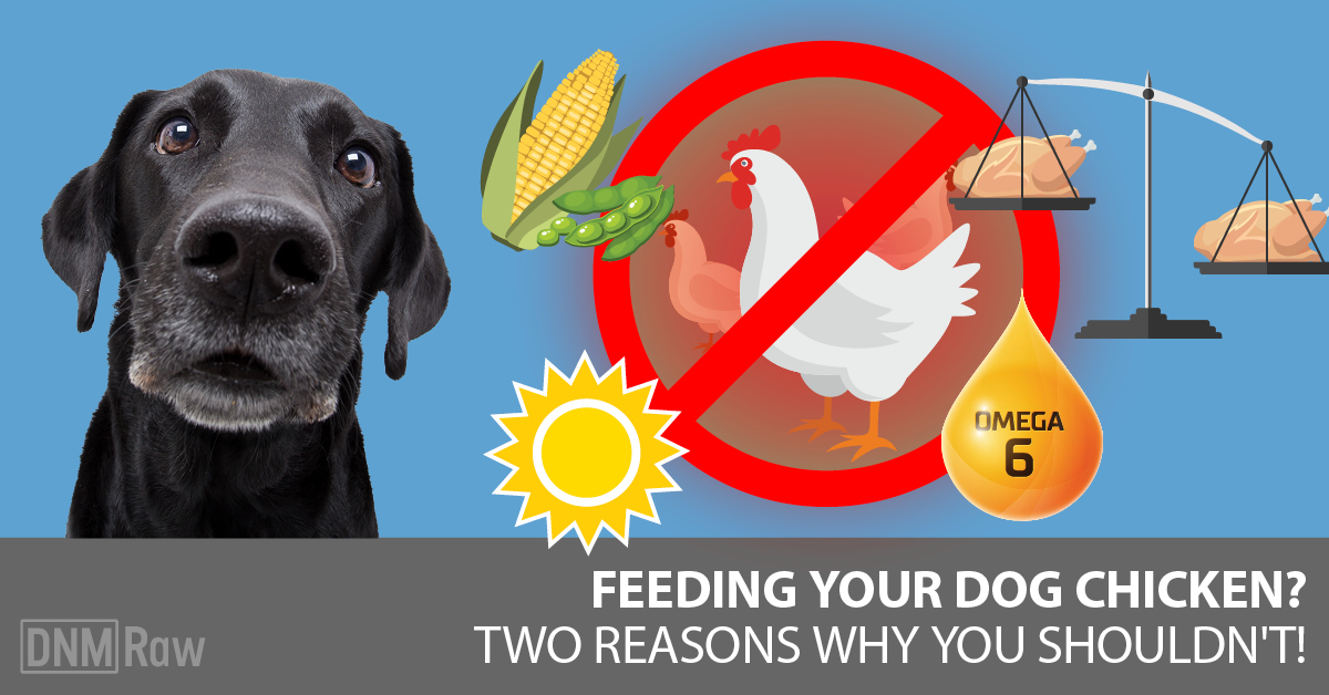 Raw Chicken For Dogs: Why I Stopped 