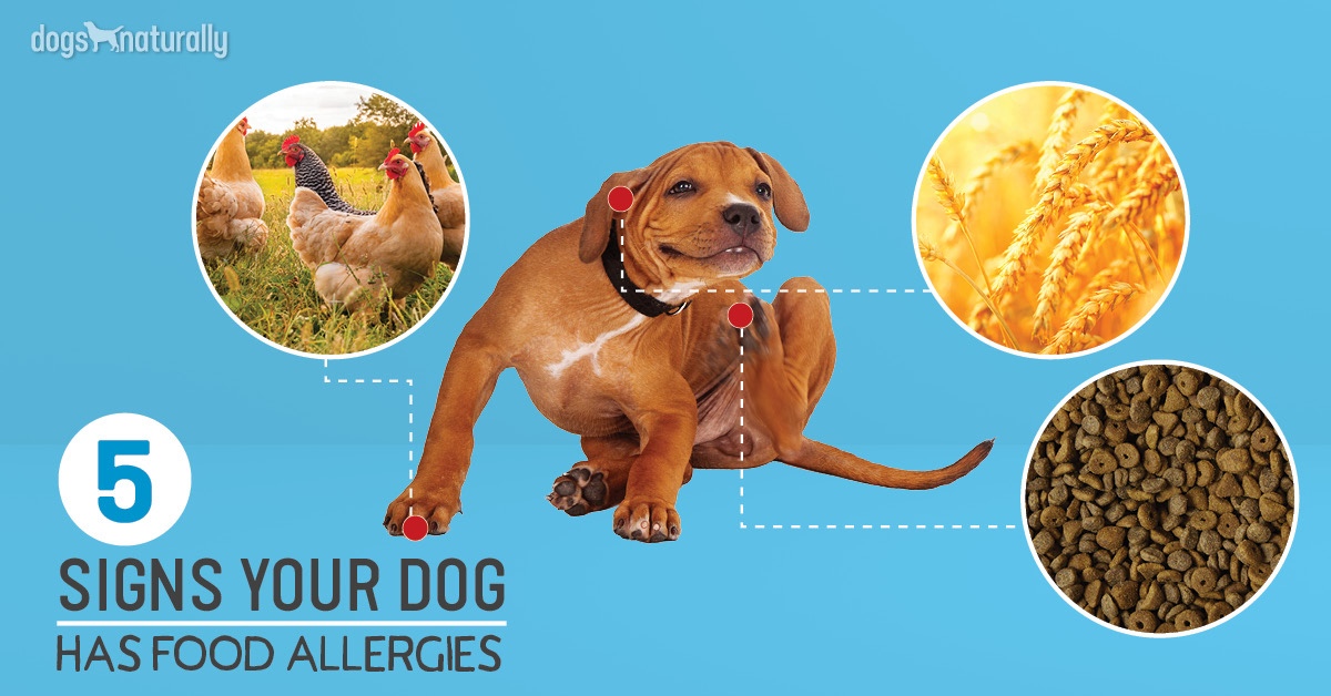 can dogs have allergic reactions to food