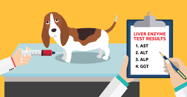 Elevated Liver Enzymes In Your Dog? Now 