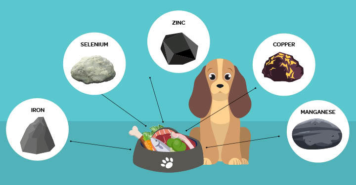 Trace Minerals Your Dog Needs In His Diet