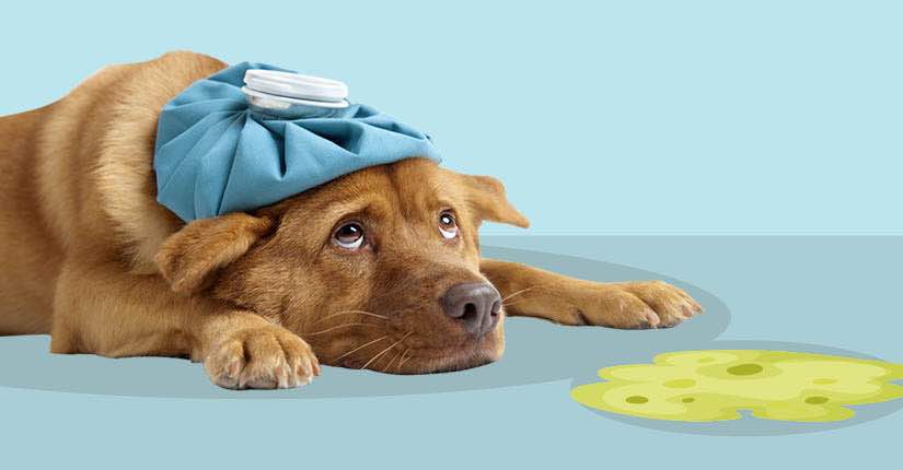 Best Home Remedies For Dog Vomiting 