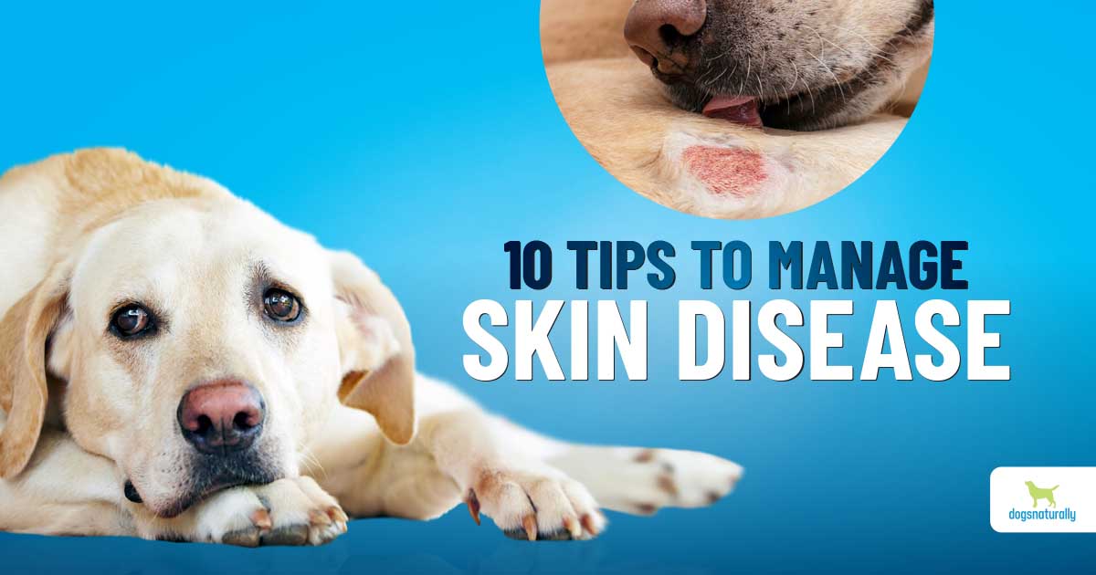 how do you treat a dog with skin problems