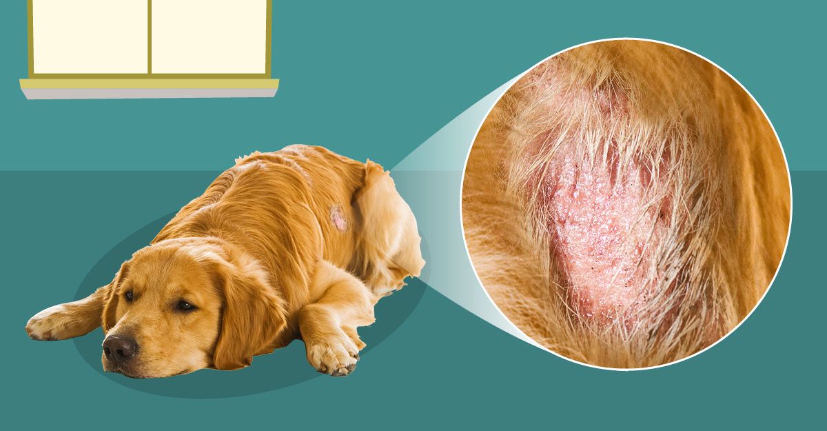 dog skin irritation