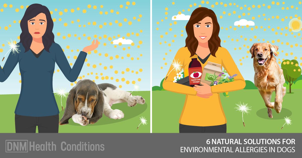 For Environmental Allergies In Dogs 