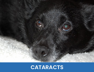 Dog cataracts
