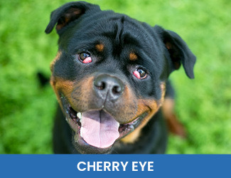 cherry eye dogs