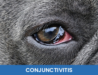 conjunctivitis in dogs