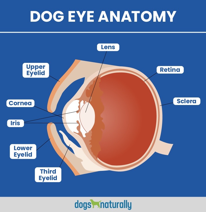 what is the third eyelid on a dog