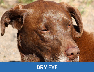 Dry Eye Dogs