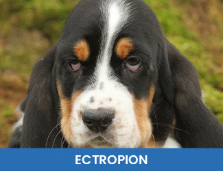 Ectropion dogs