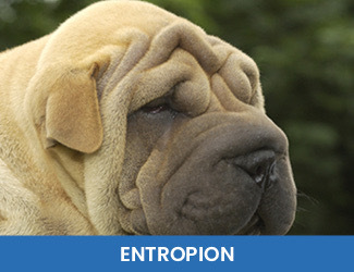 entropion dogs