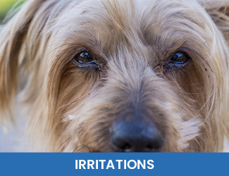 irritations dog eyes
