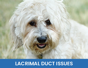 Lacrimal Duct Issues