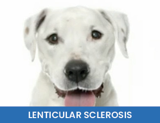 Lenticular Sclerosis Dogs