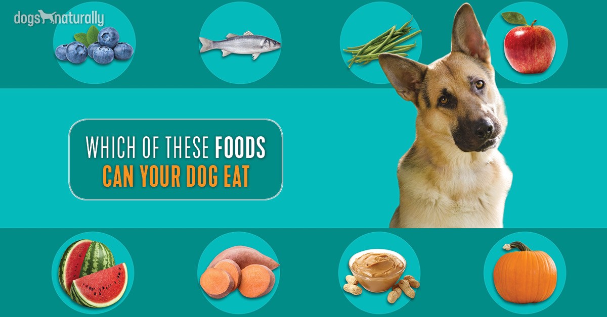 what human food can a puppy eat