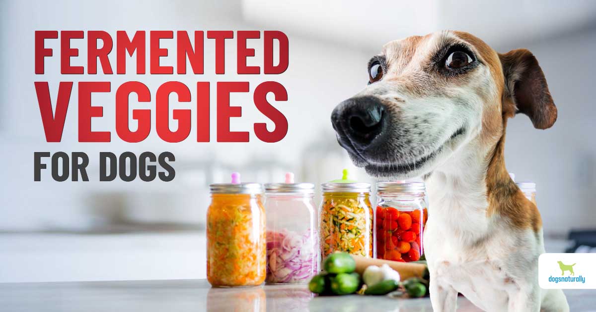 can you feed dogs fermented vegetables