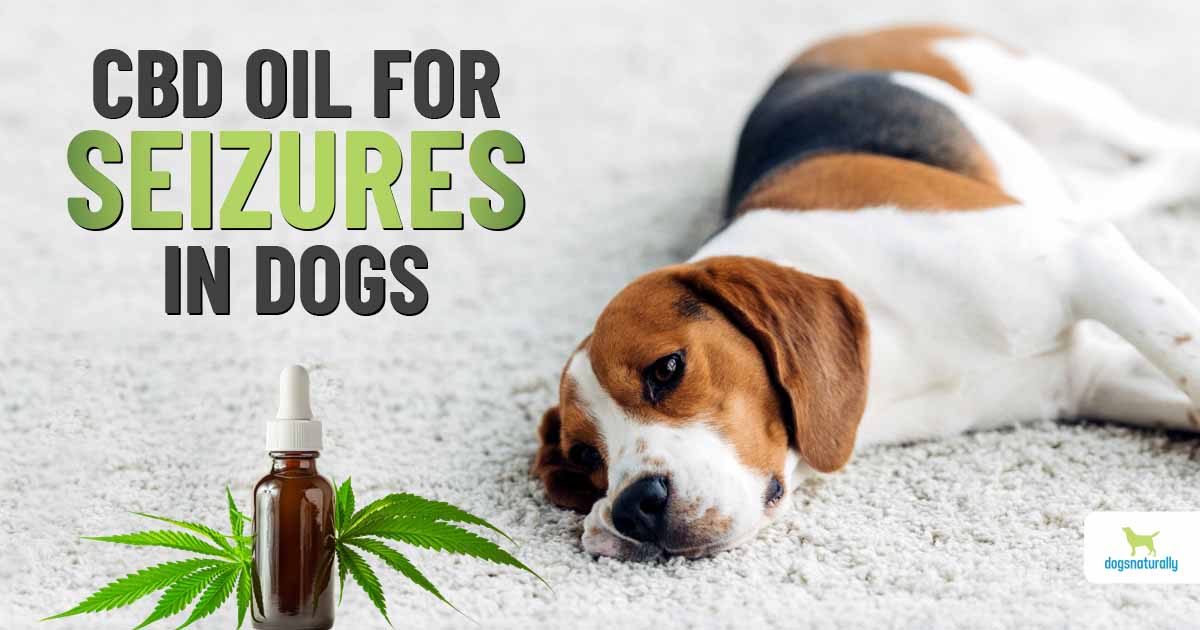 when should you give your dog seizure medication