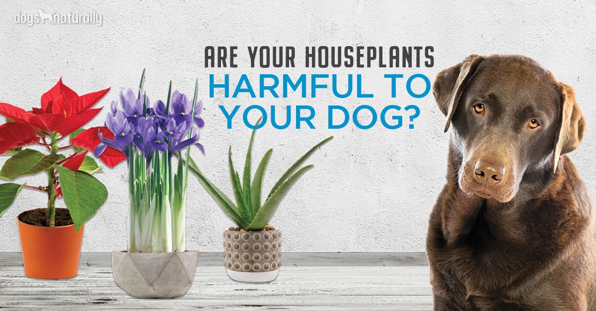 plants that irritate dogs